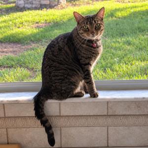 Meo, young, available for adoption