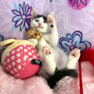 Gwynn, kitten, available for adoption