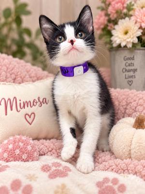 Mimosa, kitten, available for adoption