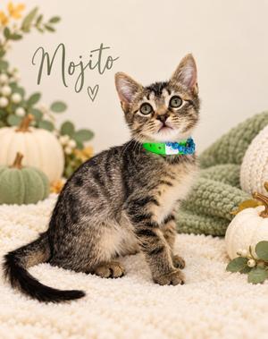 Mojito, kitten, available for adoption