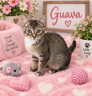 Guava, kitten, available for adoption