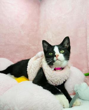 Kendall, kitten, available for adoption