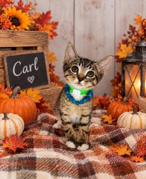 Carl, kitten, available for adoption
