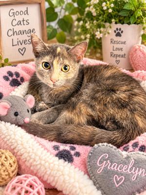 Gracelyn, kitten, available for adoption