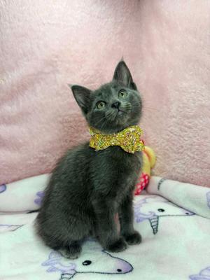 Meredith, kitten, available for adoption
