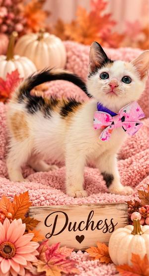 Dutchess, kitten, available for adoption