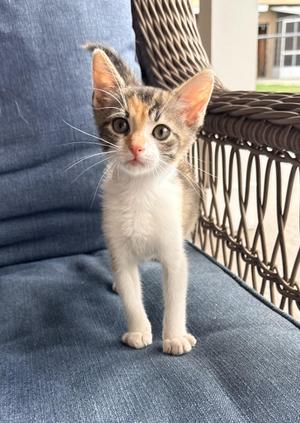 Julianna, kitten, available for adoption