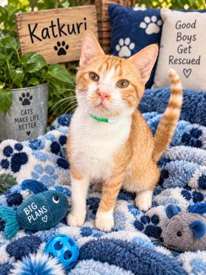 Katcuri, kitten, available for adoption