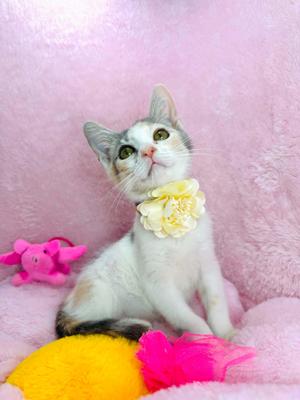 A white and gray cat with a yellow flower around its neck, sitting on a pink blanket with a pink toy and a yellow ball.