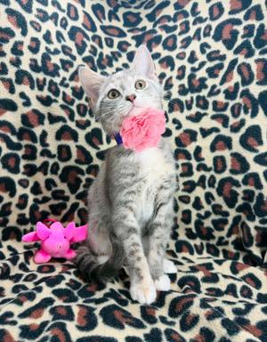 Nessa, young, available for adoption