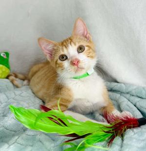 Katakun, kitten, available for adoption