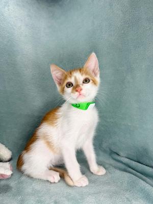 A young orange and white kitten with a green collar sits looking up and to the right on a teal blanket.