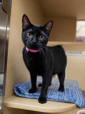 Cheyenne, young, available for adoption