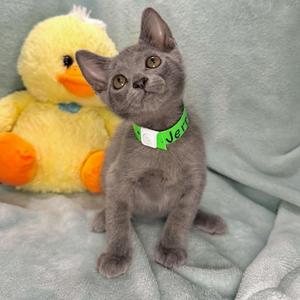 Jerric, kitten, available for adoption