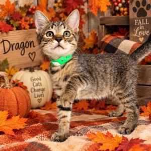 Dragon, kitten, available for adoption
