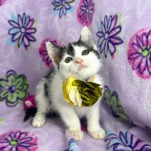 Glynda, kitten, available for adoption