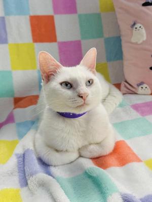 A white cat with blue eyes wearing a purple collar, sitting on a colorful checkered blanket.