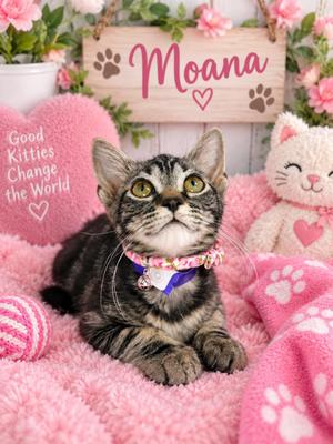 Moana, kitten, available for adoption