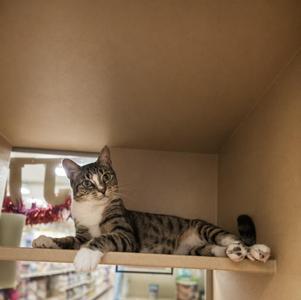 A tabby cat lying on a shelf