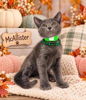 McAllister, kitten, available for adoption