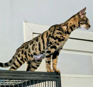 A spotted cat standing on a black metal structure, looking to the right.