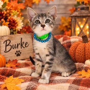 Burke, kitten, available for adoption