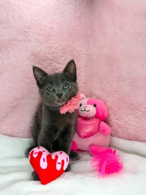 Mila, kitten, available for adoption
