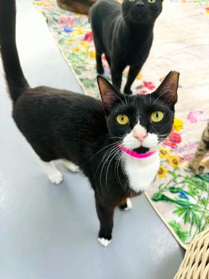 June, adult, available for adoption