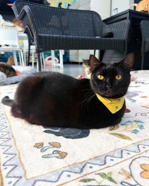 Mary, adult, available for adoption