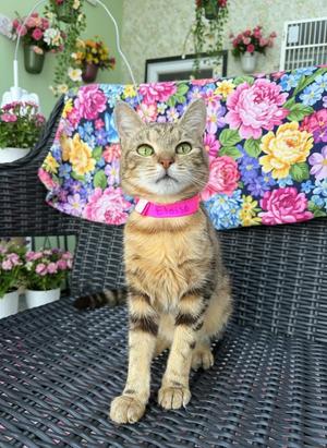 Eloise, young, available for adoption