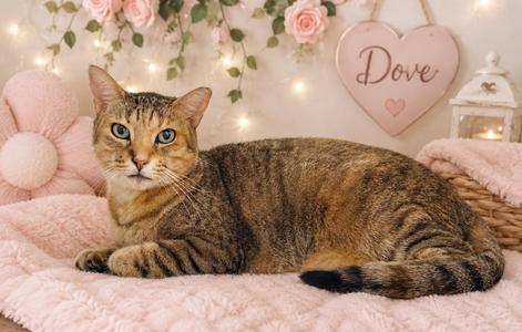 Dove, adult, available for adoption