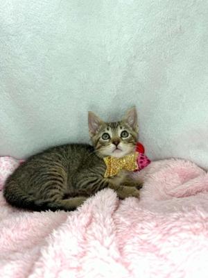 Mouse, young, available for adoption