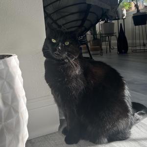 Bella, senior, available for adoption