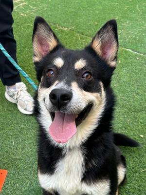 Beaumont, Australian Kelpie and German Shepherd Dog, adult, available for adoption