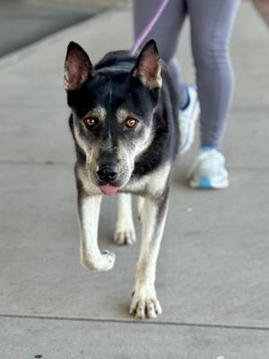 A black and white dog with pointed ears and a pink tongue sticking out, walking on a sidewalk. The dog is being held on a leash by a person wearing gray leggings and white sneakers.