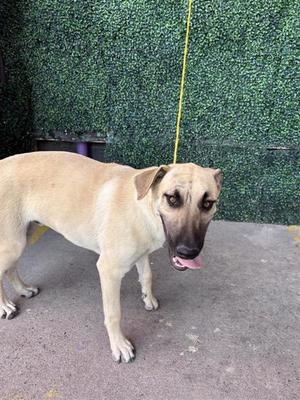 Boone*, Labrador Retriever and German Shepherd Dog, young, available for adoption