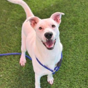 Casper (58977077), Pit Bull Terrier Mix, adult, available for adoption