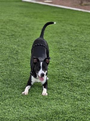 black and white dog standing on green grass