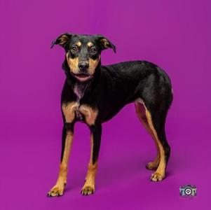 A black and tan dog standing on a purple background