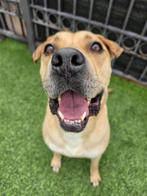 Cyrus*, Mixed Breed, available for adoption