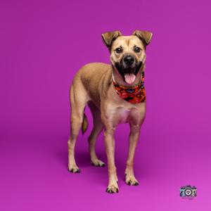 A brown dog wearing a red bandana stands against a purple background.