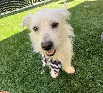 Almond, Tibetan Terrier, adult, available for adoption