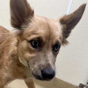 Andrea, Siberian Husky / Australian Shepherd, puppy, available for adoption