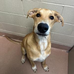 A tan dog with floppy ears sitting on a floor with a brick wall background.