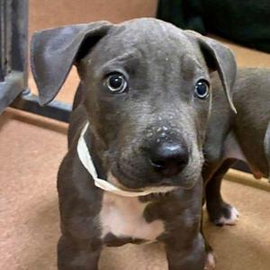 Clam Bake, American Staffordshire Terrier, puppy, available for adoption