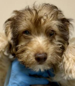 Cartman, Miniature Poodle / Maltese, puppy, available for adoption