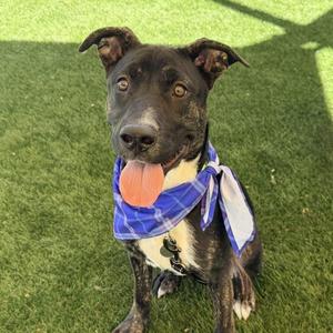 Sage, American Staffordshire Terrier, young, available for adoption