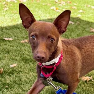 Little Bub, Chihuahua, young, available for adoption