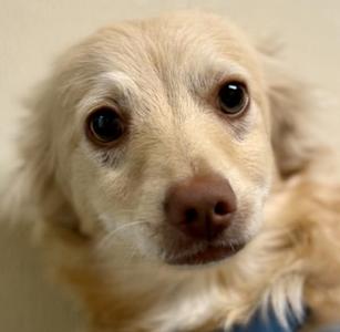 Butters, Spaniel / Chihuahua, puppy, available for adoption