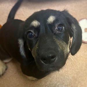 London, Mountain Cur / German Shepherd Dog, puppy, available for adoption
